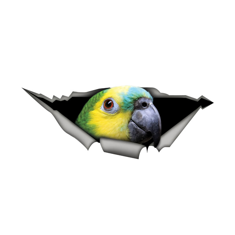 Car Accessories Amazon - ดีเค582 # Blue Fronted Amazon Parrot